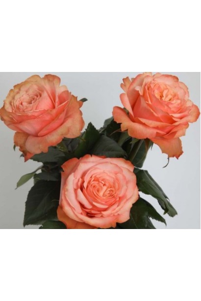 Бутони та розкриті квіти троянди Кахала